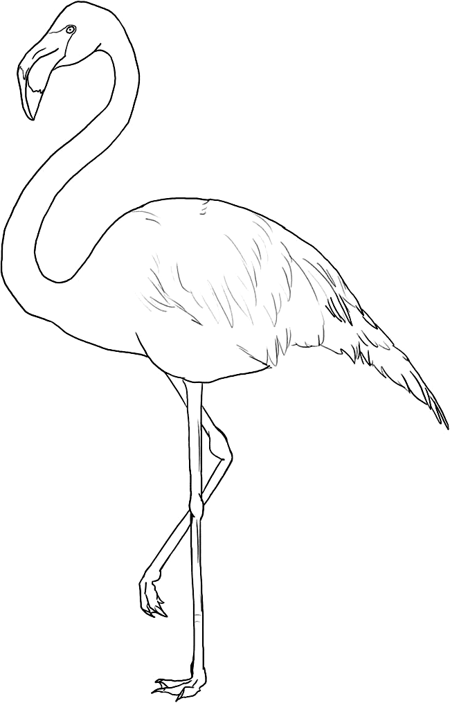 imagini de colorat pasare flamingo